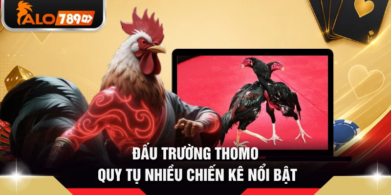 Đấu trường Thomo quy tụ nhiều chiến kê nổi bật